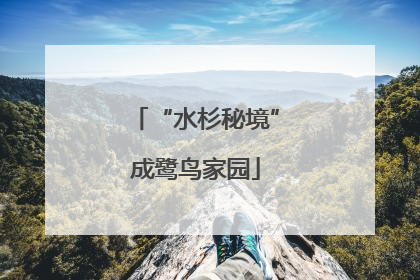 “水杉秘境”成鹭鸟家园