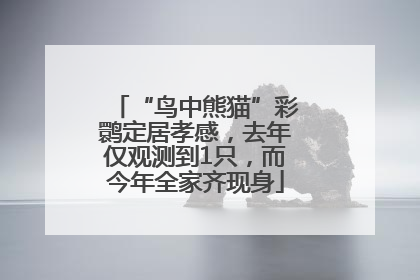 “鸟中熊猫”彩鹮定居孝感，去年仅观测到1只，而今年全家齐现身