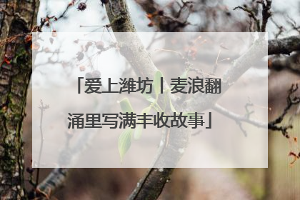 爱上潍坊丨麦浪翻涌里写满丰收故事