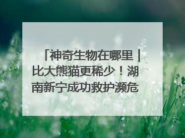 神奇生物在哪里｜比大熊猫更稀少！湖南新宁成功救护濒危鸟类海南鳽