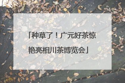 种草了！广元好茶惊艳亮相川茶博览会