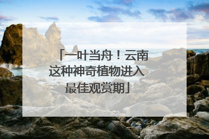 一叶当舟！云南这种神奇植物进入最佳观赏期