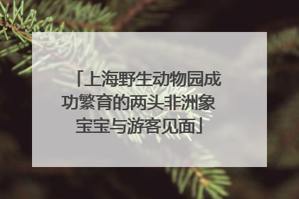 上海野生动物园成功繁育的两头非洲象宝宝与游客见面