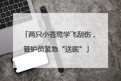 两只小苍鹭学飞刮伤，管护员紧急“送医”