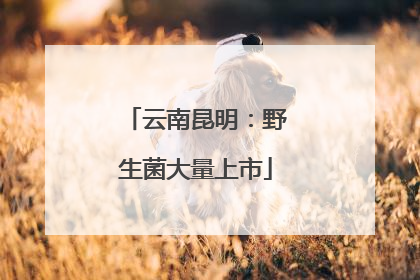 云南昆明：野生菌大量上市