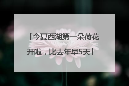 今夏西湖第一朵荷花开啦，比去年早5天