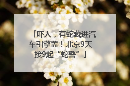 吓人，有蛇藏进汽车引擎盖！北京9天接9起“蛇警”