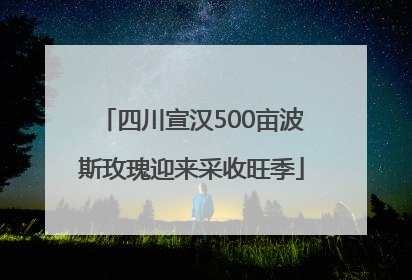 四川宣汉500亩波斯玫瑰迎来采收旺季