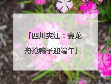 四川夹江：赛龙舟抢鸭子迎端午