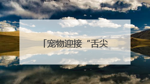宠物迎接“舌尖上的端午” “宠物粽子”受喜爱