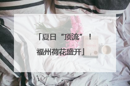 夏日“顶流”！福州荷花盛开