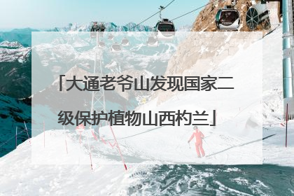 大通老爷山发现国家二级保护植物山西杓兰