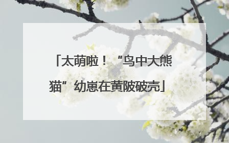 太萌啦！“鸟中大熊猫”幼崽在黄陂破壳