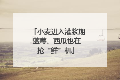 小麦进入灌浆期 蓝莓、西瓜也在抢“鲜”机