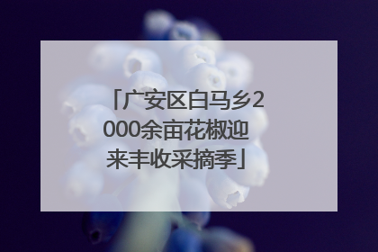 广安区白马乡2000余亩花椒迎来丰收采摘季