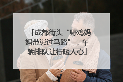 成都街头“野鸡妈妈带崽过马路”，车辆排队让行暖人心