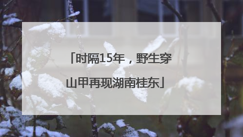 时隔15年，野生穿山甲再现湖南桂东