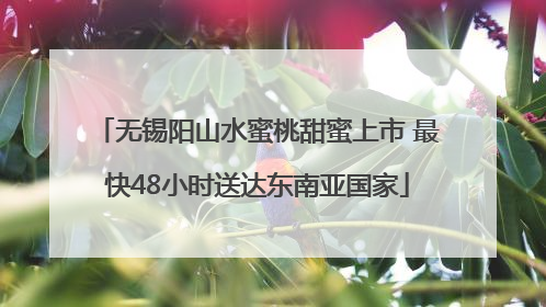 无锡阳山水蜜桃甜蜜上市 最快48小时送达东南亚国家