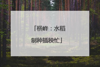 横峰：水稻制种插秧忙