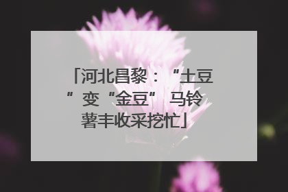 河北昌黎：“土豆”变“金豆” 马铃薯丰收采挖忙