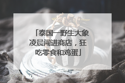 泰国一野生大象凌晨闯进商店，狂吃零食和鸡蛋