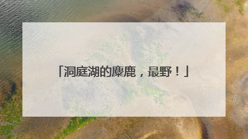 洞庭湖的麋鹿，最野！