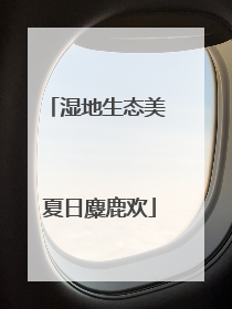 湿地生态美 夏日麋鹿欢