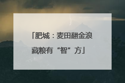 肥城：麦田翻金浪藏粮有“智”方