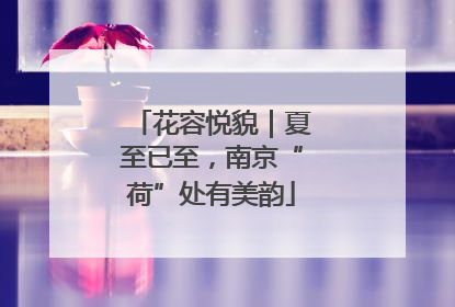 花容悦貌｜夏至已至，南京“荷”处有美韵