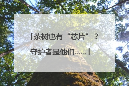 茶树也有“芯片”？守护者是他们……