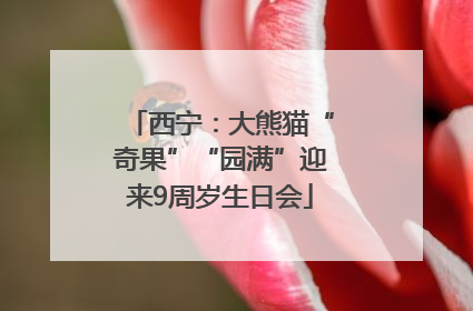 西宁：大熊猫“奇果”“园满”迎来9周岁生日会
