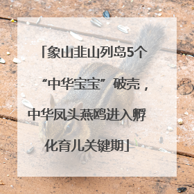 象山韭山列岛5个“中华宝宝”破壳，中华凤头燕鸥进入孵化育儿关键期