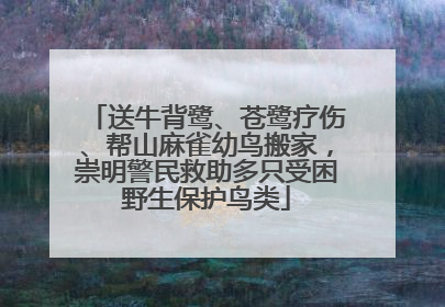 送牛背鹭、苍鹭疗伤、帮山麻雀幼鸟搬家，崇明警民救助多只受困野生保护鸟类