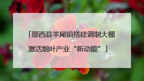 郧西县羊尾镇搭建调制大棚激活烟叶产业“新动能”