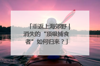 重返上海郊野｜消失的“顶级捕食者”如何归来？