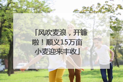 风吹麦浪，开镰啦！顺义15万亩小麦迎来丰收
