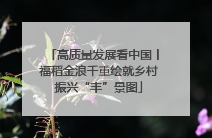 高质量发展看中国丨福稻金浪千重绘就乡村振兴“丰”景图