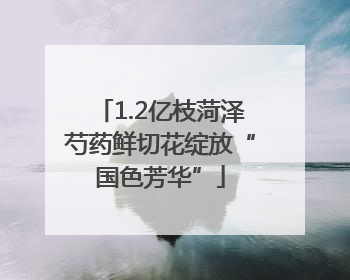 1.2亿枝菏泽芍药鲜切花绽放“国色芳华”